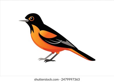 This stunning vector artwork illustration features a beautiful Oriole bird. Rendered with precision and vibrant colors, the illustration captures the Oriole's striking appearance and delicate details.