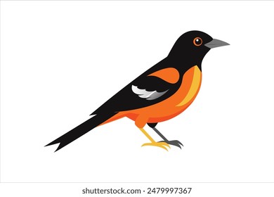 This stunning vector artwork illustration features a beautiful Oriole bird. Rendered with precision and vibrant colors, the illustration captures the Oriole's striking appearance and delicate details.