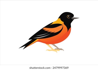This stunning vector artwork illustration features a beautiful Oriole bird. Rendered with precision and vibrant colors, the illustration captures the Oriole's striking appearance and delicate details.