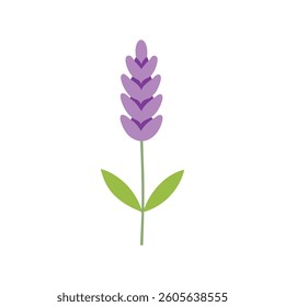 This stylized illustration showcases a single lavender sprig against a plain white background.