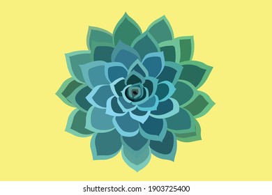 This is succulents in white background.