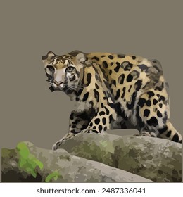 This is a Sunda Clouded Leopard 