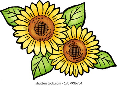 This is a sunflower illustration.