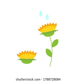 This is sunflowers isolated on white background. Vector flower set.