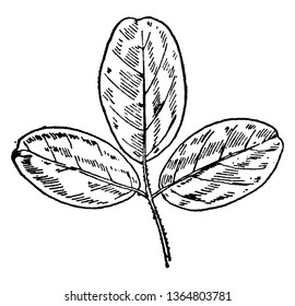 Estes são os três pares de folhetos da planta Trailing Bush Clover. As folhas são de tamanho oval, vintage desenho de linha ou gravura ilustração.