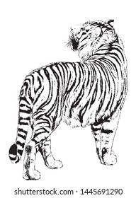 
This is a tiger line drawing illustration