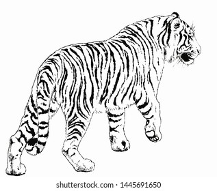 
This is a tiger line drawing illustration