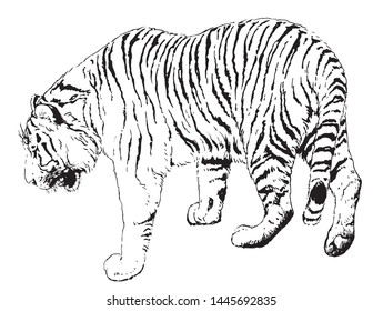 
This is a tiger line drawing illustration