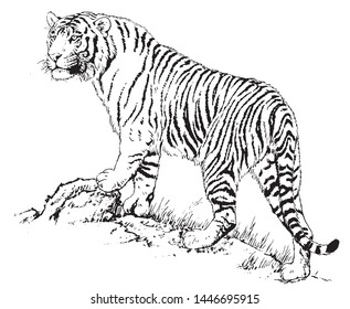 This is a tiger line drawing illustration