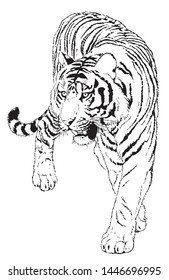 This is a tiger line drawing illustration