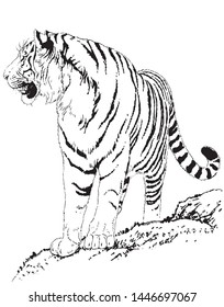 This is a tiger line drawing illustration