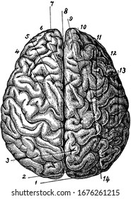 This is the top view of the brain which also consists of different parts. Brain is the most complex organ in all living beings. Different parts of brain is also labeled in the picture, vintage