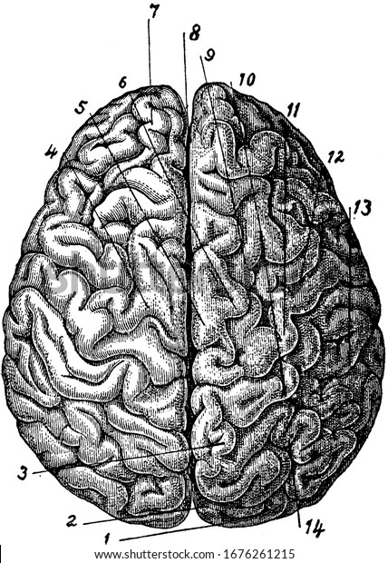 This is the top view of the brain which also
consists of different parts. Brain is the most complex organ in all
living beings. Different parts of brain is also labeled in the
picture, vintage