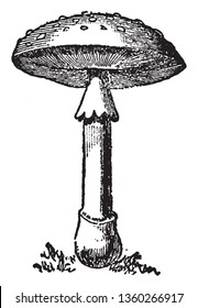 This is a toxic mushroom, commonly known as death cap, vintage line drawing or engraving illustration.