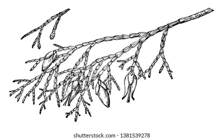Este árbol es densamente enmascarado y verde vivo, fluyendo directamente al suelo. Las especies pueden tolerar extremos de humedad y temperatura, pero prefieren zonas con sequía veraniega, dibujo de líneas vintage