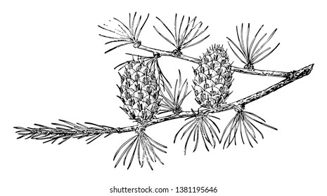 This is a tree in the frame called him Larix lyallii. The tree has a tapered fruit and is a thorny fruit, vintage line drawing or engraving illustration.