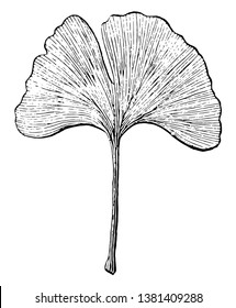 This tree is known as the Maidenhair Tree. This is a unique species of tree, it is a classified in its own division, vintage line drawing or engraving illustration.