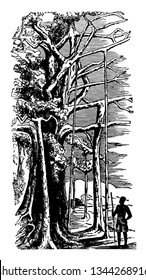 This tree a native of India is remarkable for its vast branches. It is a species of fig has ovate heart to shaped entire leaves about five or six inches long. A huge tree which gave us huge shadow vin