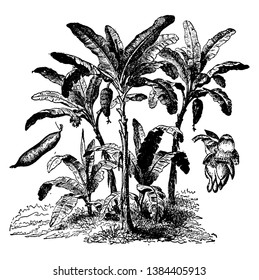 This is the lot of trees that produces the tropical fruit banana. Banana tree has long & broad leaf, vintage line drawing or engraving illustration.