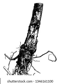 This is the trunk of the White Pine tree which is affected by Armillaria Mellea disease. Root comes out from the soil due to poor planting. Tree is surrounded by fungi, vintage 