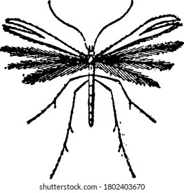 This type of insects is remarkable from the peculiar conformation of their wings. Each of the organs of the moth is longitudinally split into several branches, all of them delicately fringed