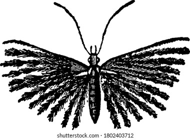 This type of insects is remarkable from the peculiar conformation of their wings. Each of the organs of the moth is longitudinally split into several branches, all of them delicately fringed.