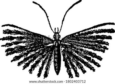 This type of insects is remarkable from the peculiar conformation of their wings. Each of the organs of the moth is longitudinally split into several branches, all of them delicately fringed.