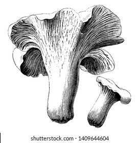 This is type of mushroom. The upper part is broad and the stalk is short and thick.upper part is rounded, vintage line drawing or engraving illustration.