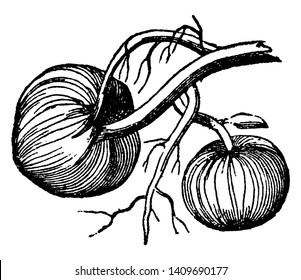 This is type of a root. It is a thick and fleshy root, this root is rounded shape, vintage line drawing or engraving illustration.