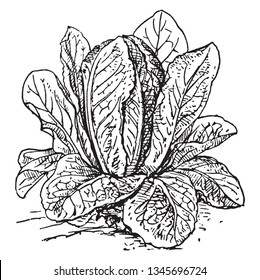 This is type of vegetable. The leaves are long, rounded, other, and very dense. The leaves come near land. All leaves attached to trunk, vintage line drawing or engraving illustration.