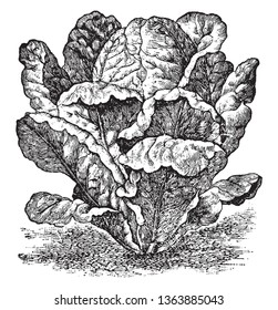 This is type of vegetable. The leaves are long, rounded and straight, very dense. The leaves come near land. They use in food, vintage line drawing or engraving illustration.