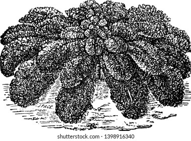 Das ist eine Sorte Gemüse. Das ist ein violetter Stein. Die Blätter sind dicht und lang. Es wird in Lebensmitteln, Vintage-Linien-Zeichnung oder Gravitation Illustration verwendet.