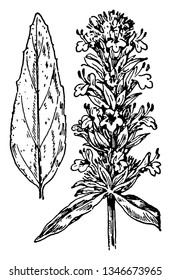This upper central stem is covered with hairy flowers. Flowers arranged in circular rows. Below are the leaves, vintage line drawing or engraving illustration.