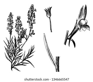 Esta es una parte superior de la Linaria Maroccana. Es una planta florida con flores violetas brillantes, dibujos de líneas vintage o ilustración de grabado.