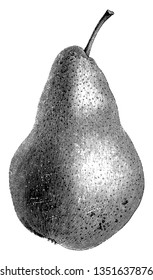 This is Uvedale's st. Germain Pear Nneven Pyriform shaped with smooth, pale yellow skin, faint orange red flush, some russet patches and crisp, white flesh without much flavour, vintage 
