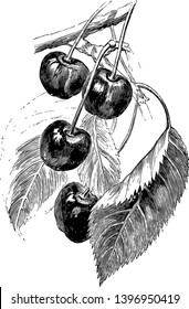 This is Variety of Fruit. A Doyenne Gray pear and Early Richmond cherries. These are red & sweet cherries, vintage line drawing or engraving illustration.