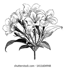 This variety of jasmine has big flowers differs from common white Jessamine as shown in image. It's called Jasminum officinale affine and a more copious inflorescence, vintage line drawing