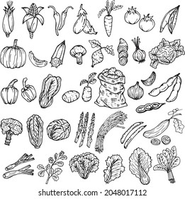 This is a vector collection of cute vegetable object icons. These are hand drawn and easy to edit. you can give any color you want. vector illustration