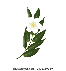 This is a vector design of the Nagasari flower or in trade literature it is known as Ceylon ironwood, Indian rose chestnut, and Cobra's saffron.