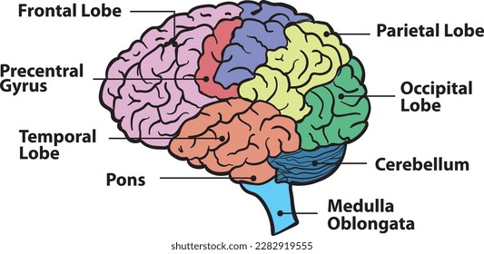 This vector human brain diagram provides an accurate and detailed representation of the brain's anatomy. Created with precision and attention to details.