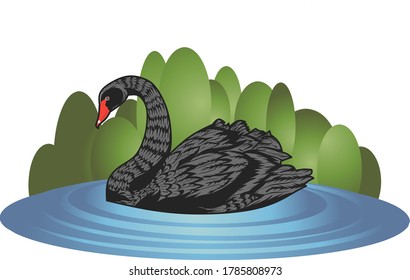 This is a vector illustration of a beautiful, black swan in a lake