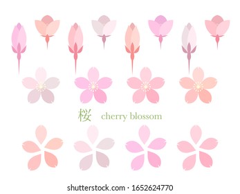 This is a vector illustration of cherry blossom flowers.