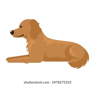 Esta Ilustración vectorial representa a un perro golden retriever acostado sobre un fondo blanco, mirando a la izquierda con la cabeza ligeramente inclinada. 