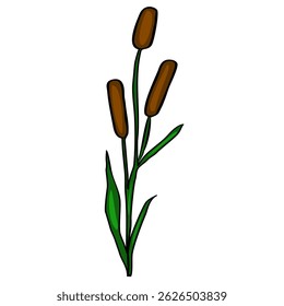 This vector illustration depicts a stylized Typha plant, featuring three brown cattail heads on a single green stem with detailed leaves, offering a simple yet elegant botanical design.