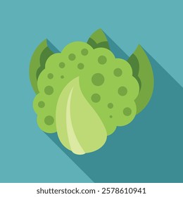 This vector illustration features a green cabbage, highlighting its freshness and quality