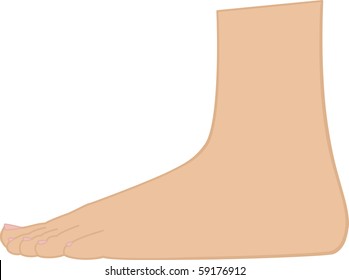 This Vector Illustration Foot Standing Stock Vector (royalty Free) 59176912