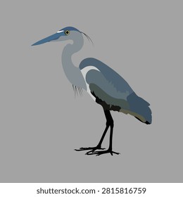 This is a vector illustration of a great blue heron featuring gray and black coloration and a white background.