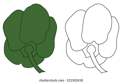 This is a vector illustration of a green bell pepper.