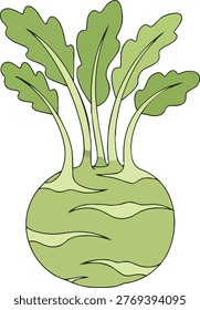 This is a vector illustration of a green kohlrabi with leaves. The kohlrabi is a round, bulbous vegetable with a light green color and a few wavy lines on its surface.