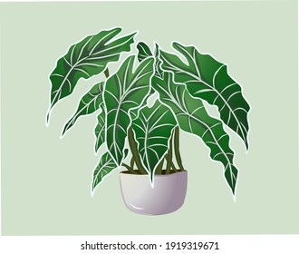 
this vector illustration is a plant called alocasia polly amazon sheild african but in Indonesia this plant is called taro